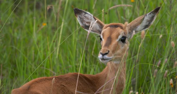 Close-up of a young antelope in the grass.