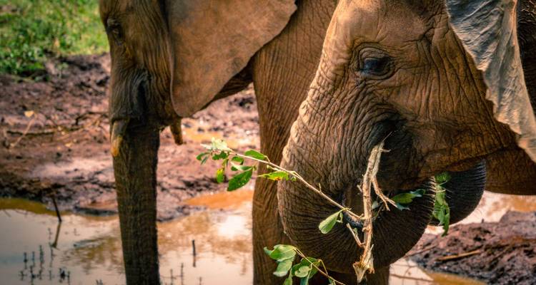 Two elephants eating near a watering hole.