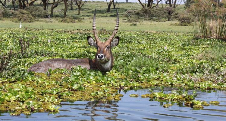 Antelope partially submerged in water amidst floating vegetation.