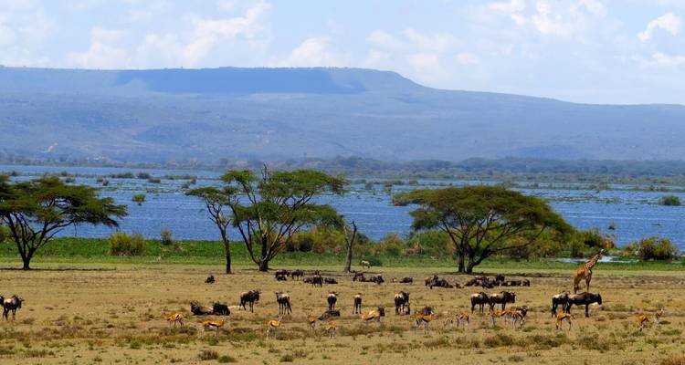 Savannah landscape with various wildlife and a distant lake.