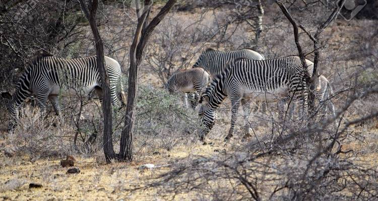 Zebra's grazend tussen kale bomen in een droog landschap.