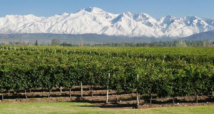 Vignoble avec des montagnes enneigées en arrière-plan.