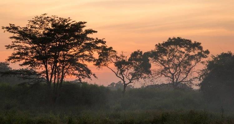 Silhouettes d'arbres se détachant sur un ciel de coucher de soleil aux couleurs pastel douces.