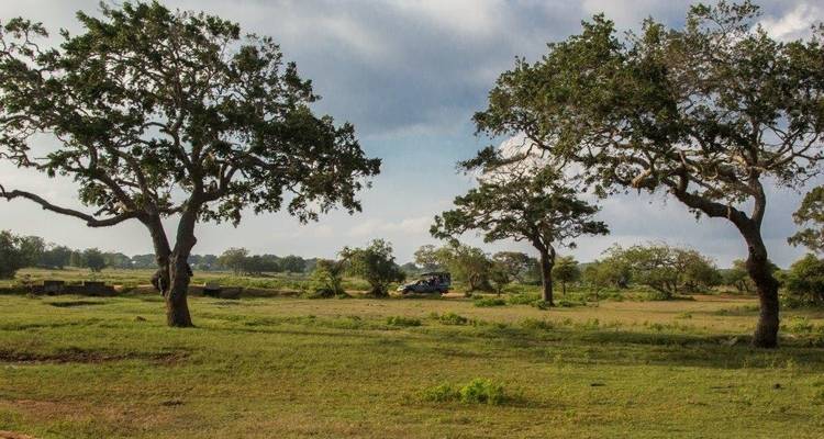 Savane avec des arbres isolés sous un ciel nuageux.
