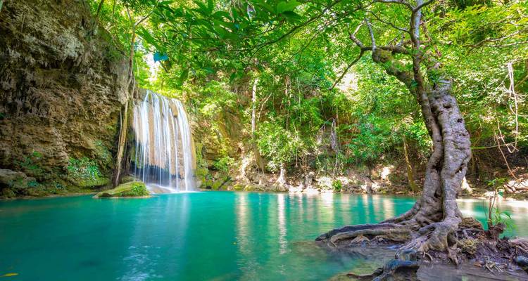 Bassin de jungle turquoise alimenté par une étroite cascade, encadré par une végétation luxuriante et des racines d'arbres nouées.