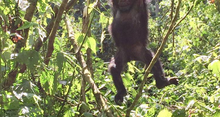 Chimpancé columpiándose de una rama de árbol.