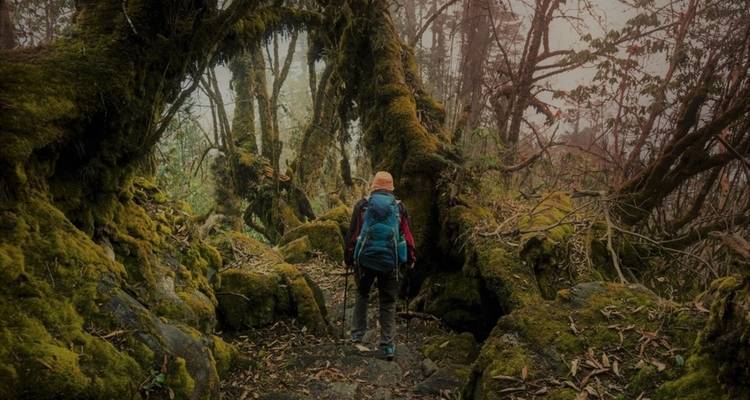 Person, die durch einen dichten, moosbewachsenen Wald geht.