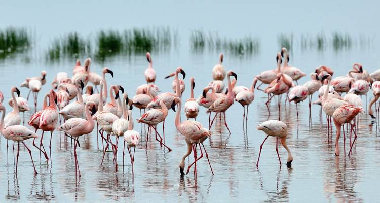 Group of flamingos standing in shallow water.