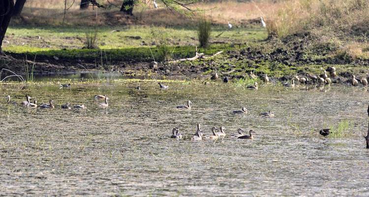 Enten, die in einem sumpfigen Feuchtgebiet schwimmen.