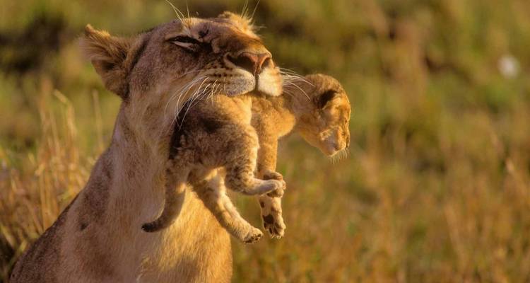 Löwin trägt ihr Junges in der offenen Savanne.