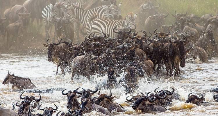 Gnus und Zebras überqueren einen Fluss.