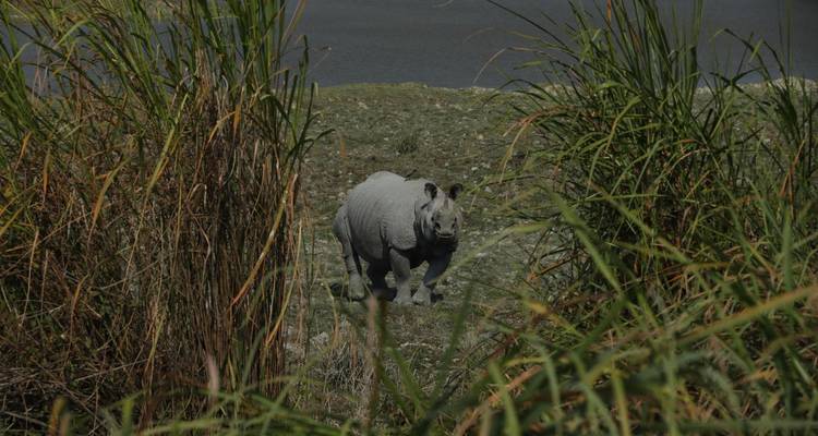 Rhinoceros visible through tall grass near a water source.