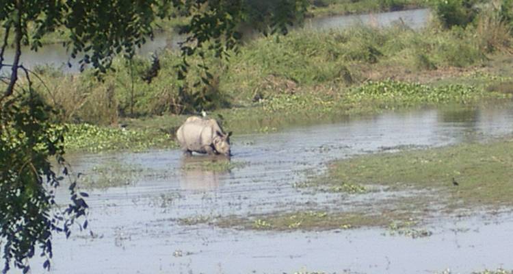 Rhinoceros in a watery landscape partly obscured by foliage.