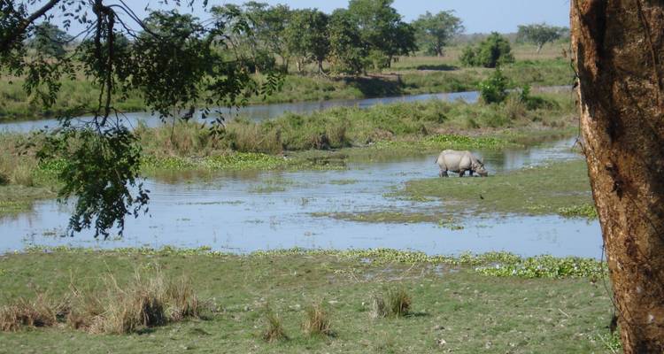 Rhino in a watery field with trees in the distance.