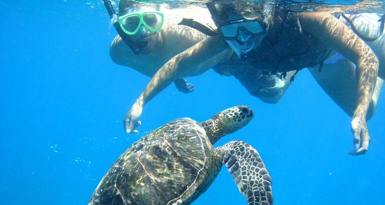 Two snorkelers observe a sea turtle underwater in clear blue ocean.