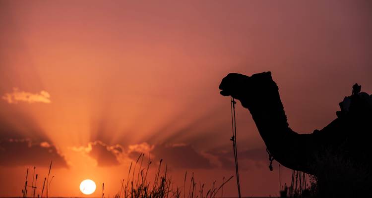 Silhouette eines Kamels vor einem farbenfrohen Sonnenuntergang.