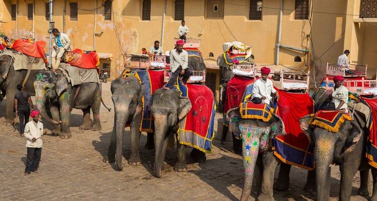 Rij van versierde olifanten met ruiters die buiten de muren van Amber Fort wachten.