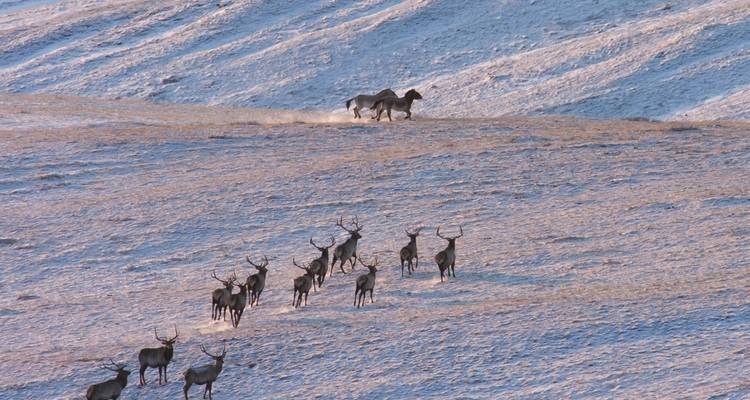 Troupeau de cerfs et de chevaux courant sur un paysage enneigé.