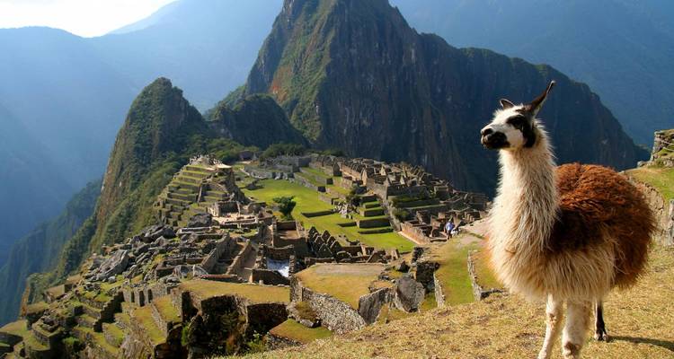 Nieuwsgierige lama die voor de terrasgewijze ruïnes van Machu Picchu staat met de iconische Huayna Picchu piek die erachter uittorent.