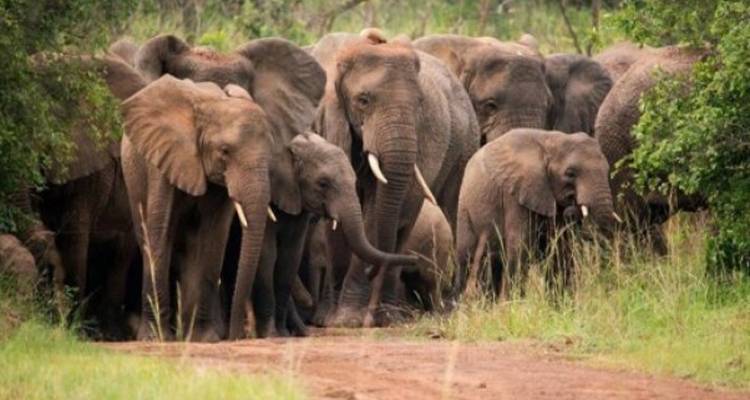 Gruppe von Elefanten, die durch buschiges Gelände laufen.