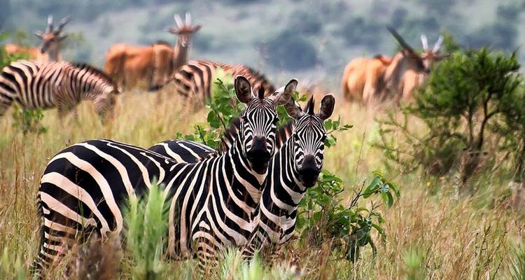 Zebras und Antilopen in einer grasbewachsenen Ebene.