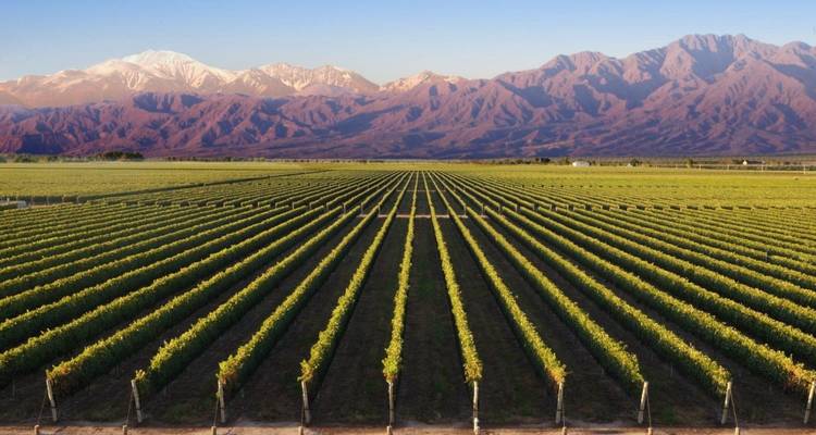 Vast vineyard stretching towards a mountain range with clear blue skies.