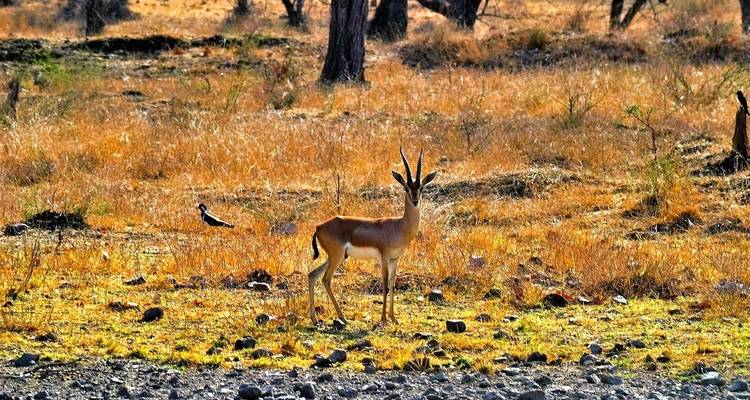 Gazelle dans une prairie d'un parc national.