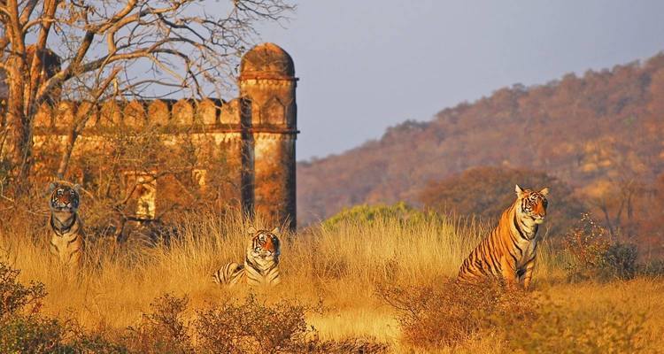 Des tigres assis et marchant dans de hautes herbes, avec une structure historique à proximité.