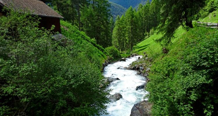 Un torrent de montagne impétueux traverse une forêt de conifères dense à côté d'une cabane en bois rustique.