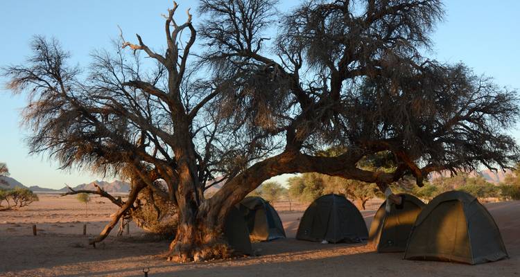 Tentes de camping sous un grand arbre dans un décor désertique.