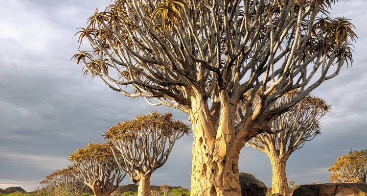 I notice that the text you've provided appears to already be in English, not French. Here's the French translation:
**Des arbres carquois sous un ciel dramatique dans un paysage rocheux.**
Note: "Quiver tree" (Aloidendron dichotomum) is translated as "arbre carquois" in French, referring to the distinctive succulent tree native to southern Africa.