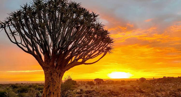 Coucher de soleil sur un paysage avec une silhouette d'arbre carquois.