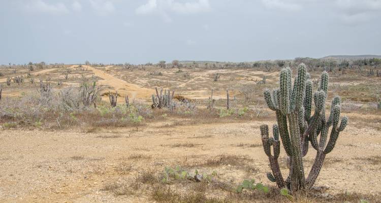 Paisaje desértico escaso con cactus.