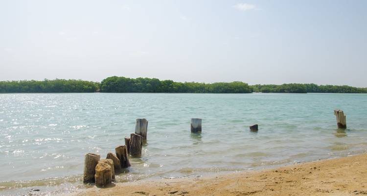 Agua tranquila con postes de madera y una orilla boscosa.