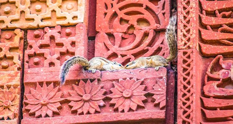 Dos ardillas jugando en una estructura de arenisca roja intrincadamente tallada.