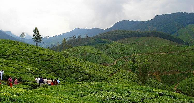 Grüne, sanft geschwungene Teeplantagen-Hügel mit Besuchern.