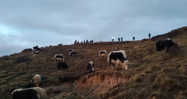 Yaks grazing on a hillside under a cloudy sky.