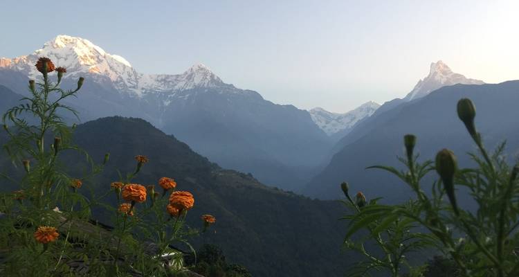 Annapurna mountain range with flowers in the foreground.