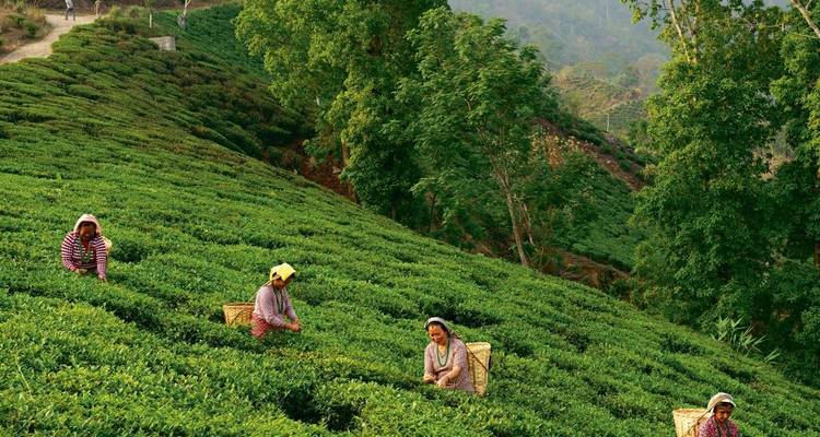 Vrouwen die theeblaadjes plukken in een thetuin.