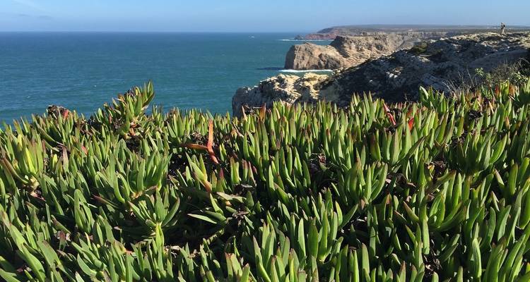 Falaises côtières avec une végétation abondante et une vue lointaine sur la mer.