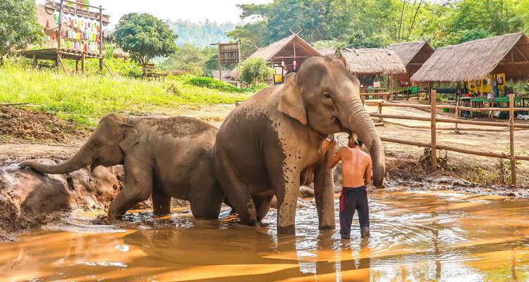 Elephants with a person in a muddy enclosure at a nature park.