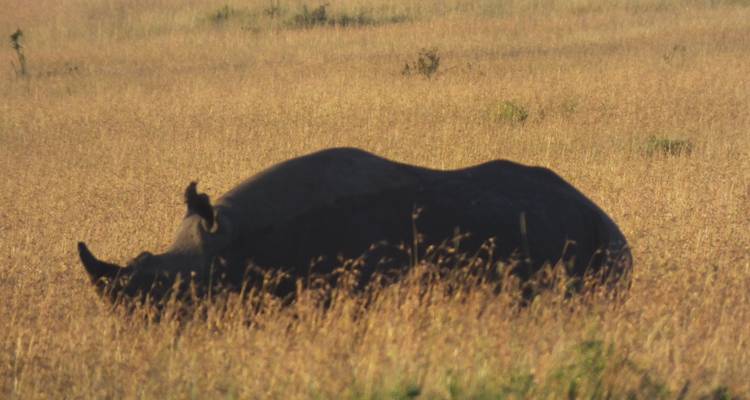 Neushoorn gedeeltelijk verscholen in hoog gras.