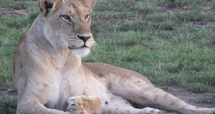 Leeuwin rustend in het gras.