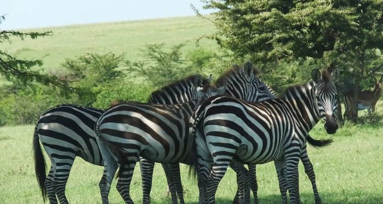 Zebra's die dicht bij elkaar staan in een grasveld.