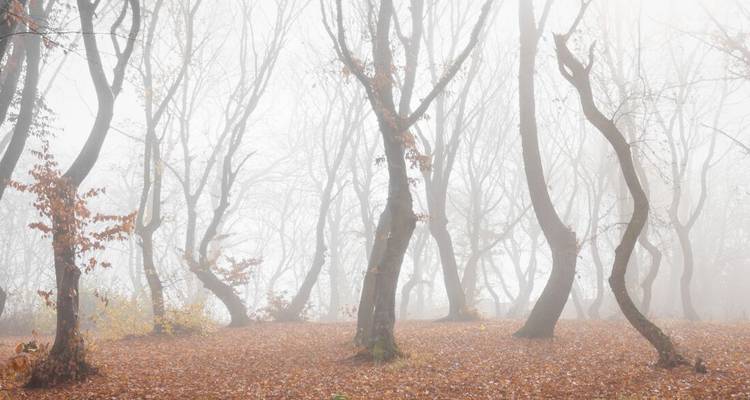Leaf-littered forest clearing with bare, twisted trees disappearing into dense white fog.