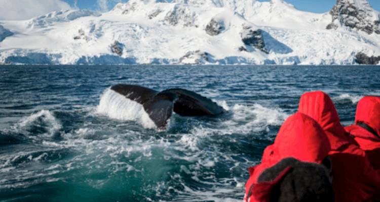 Des gens sur un bateau observant une queue de baleine dans les eaux glacées de l'Antarctique.