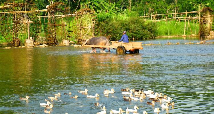 Bauer mit einem Büffelkarren überquert einen Fluss mit Enten.