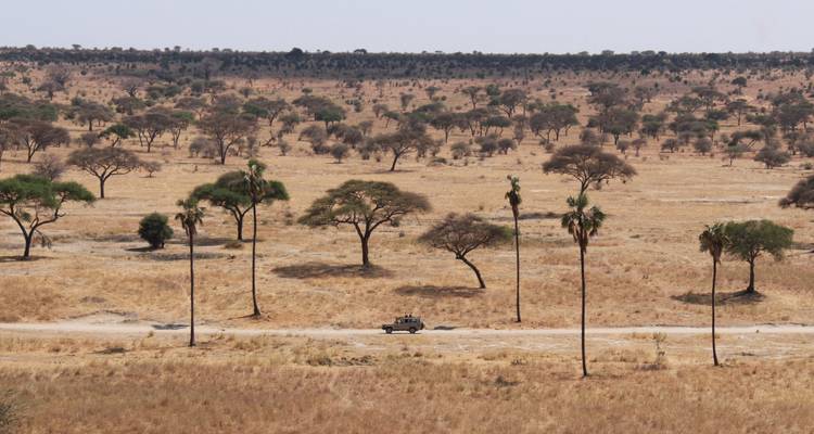 Vaste paysage de savane avec des arbres épars et un véhicule.