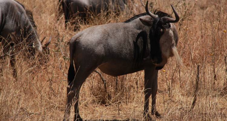 Un gnou debout dans un paysage herbeux et sec.