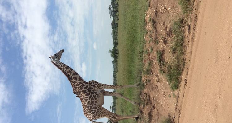 Une girafe debout sur un sentier de terre avec un ciel dégagé.